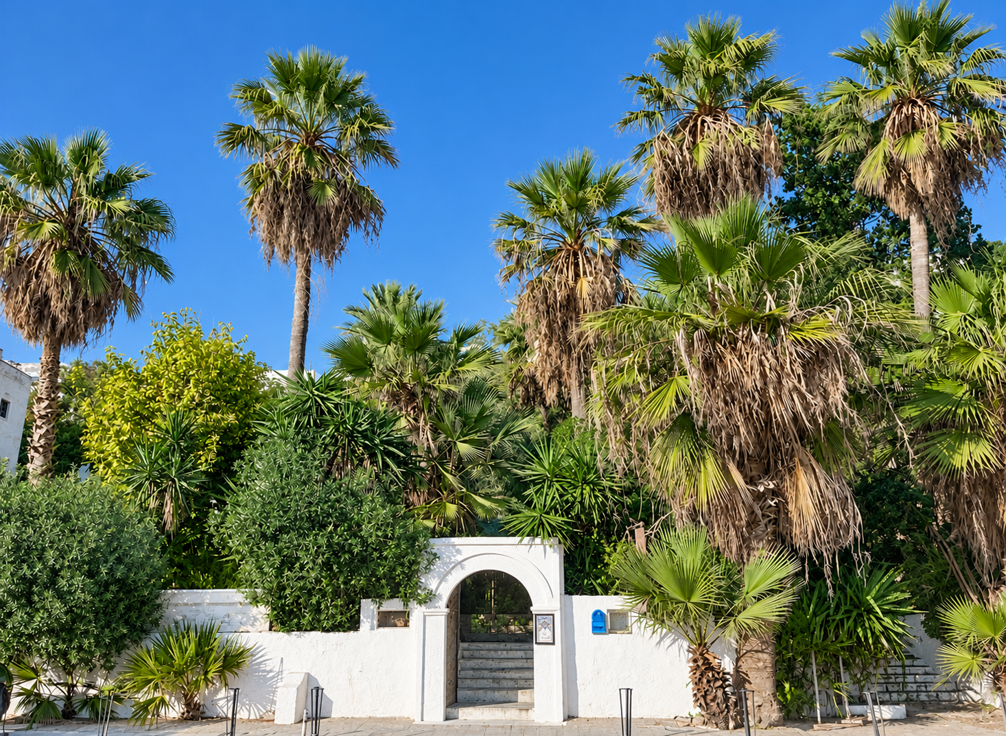L’entrée blanche du Pirate nichée au milieu des grands palmiers de Sidi Bou Saïd